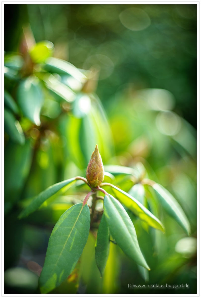 Name:  300kb_CZJ Pancolar 50mm f1.8 036.jpg
Hits: 403
Gre:  275,6 KB