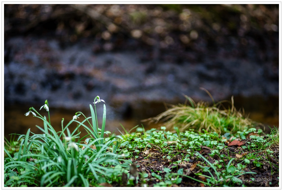 Name:  300kb_Pentax vs Olympus 50mm f1.8 und 100mm f2.8 017.jpg
Hits: 1192
Gre:  299,0 KB