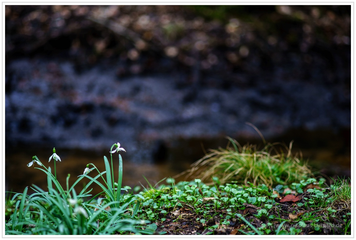 Name:  300kb_Pentax vs Olympus 50mm f1.8 und 100mm f2.8 018.jpg
Hits: 1267
Gre:  291,9 KB