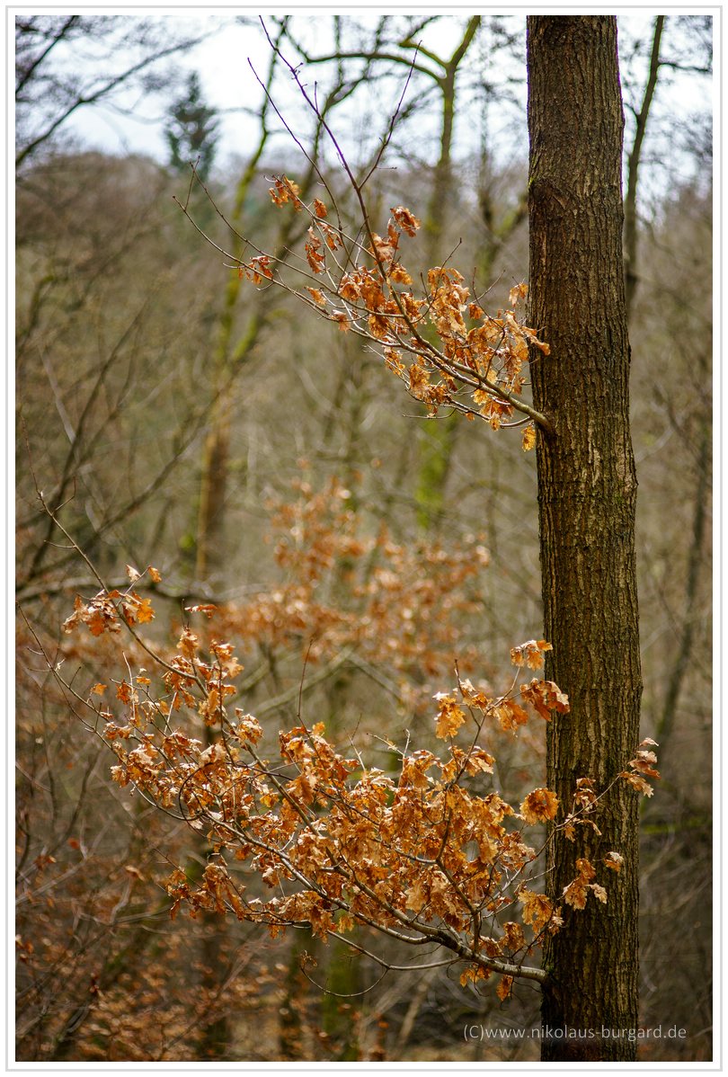 Name:  300kb_Pentax vs Olympus 50mm f1.8 und 100mm f2.8 021.jpg
Hits: 1172
Gre:  295,1 KB