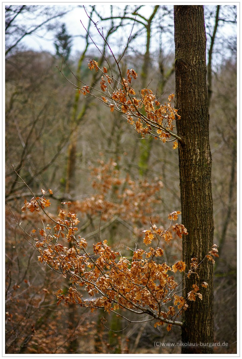 Name:  300kb_Pentax vs Olympus 50mm f1.8 und 100mm f2.8 022.jpg
Hits: 1293
Gre:  291,9 KB