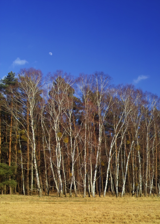 Name:  2018_03_27_SD9_Ptcn30mm_Chorin_Birken_Mond_0088_VarG_DT01___650x910pix.jpg
Hits: 826
Gre:  288,4 KB