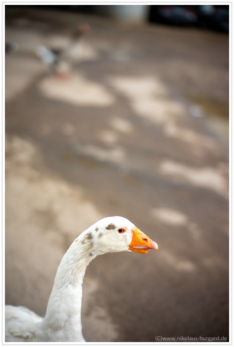 Name:  300kb_Olympus 135-2.8 + Samyang 135-2 + 7Artisans 50-1-1 005.jpg
Hits: 1140
Gre:  249,4 KB