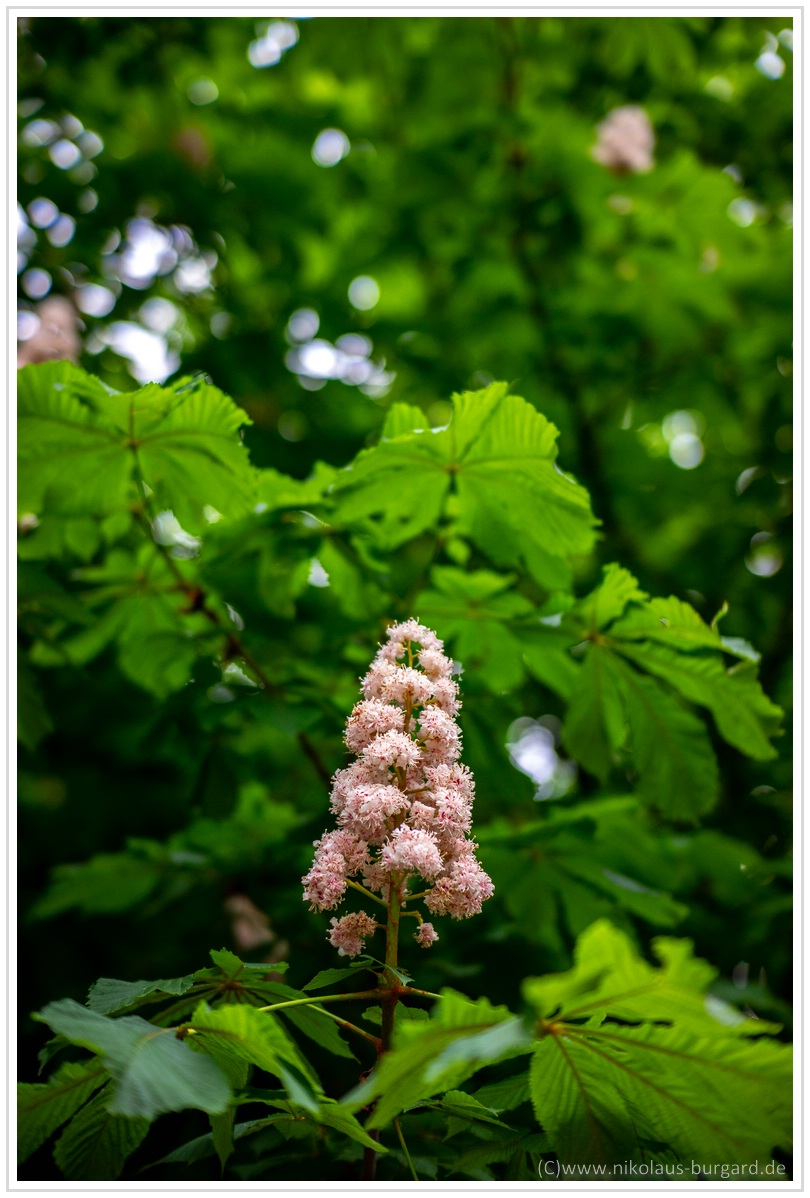 Name:  300kb_Olympus 135-2.8 + Samyang 135-2 + 7Artisans 50-1-1 008.jpg
Hits: 1094
Gre:  285,9 KB