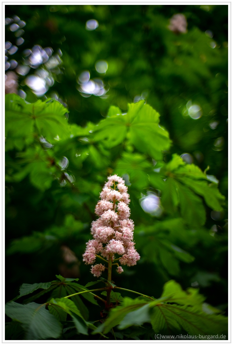 Name:  300kb_Olympus 135-2.8 + Samyang 135-2 + 7Artisans 50-1-1 009.jpg
Hits: 1115
Gre:  268,9 KB
