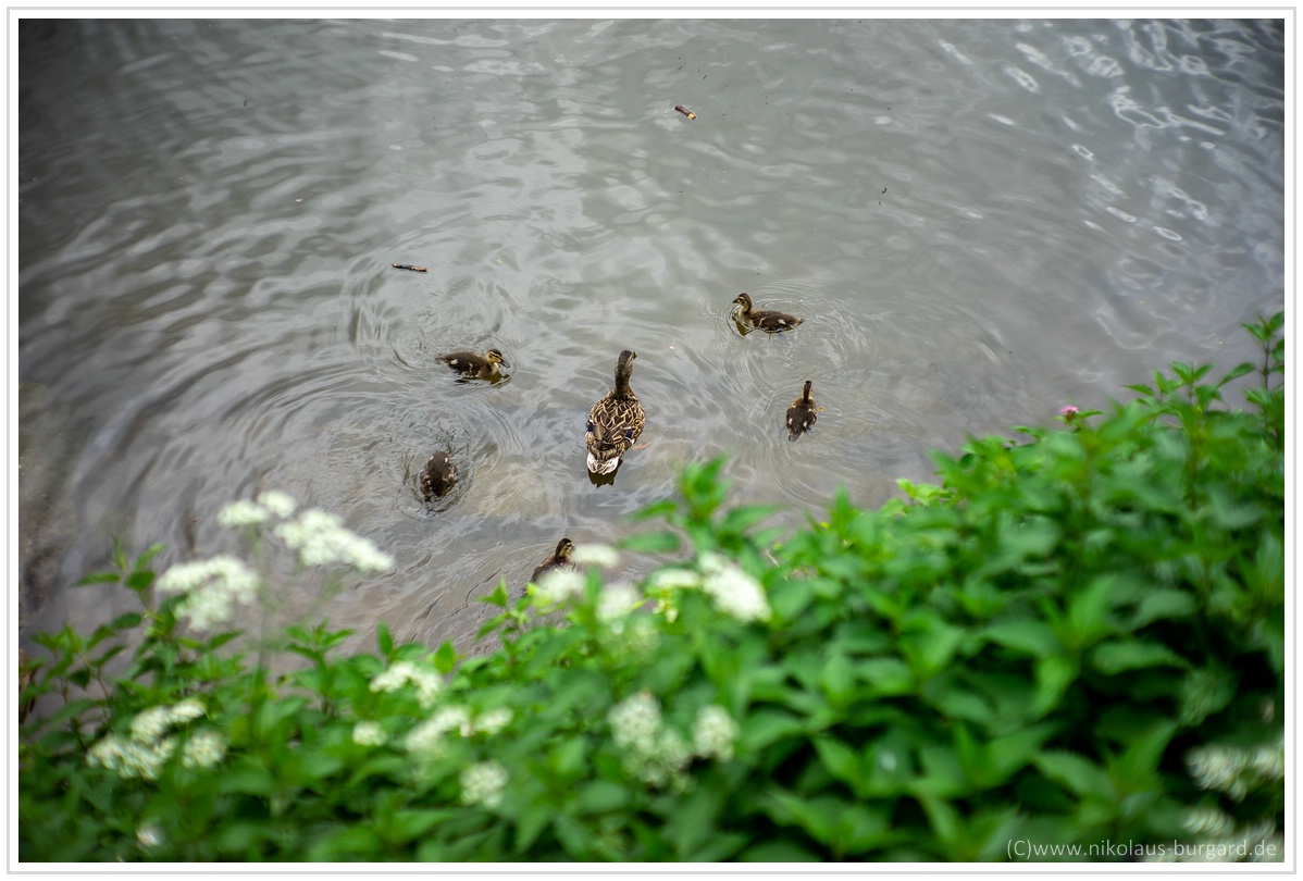 Name:  300kb_Olympus 135-2.8 + Samyang 135-2 + 7Artisans 50-1-1 035.jpg
Hits: 1117
Gre:  299,0 KB