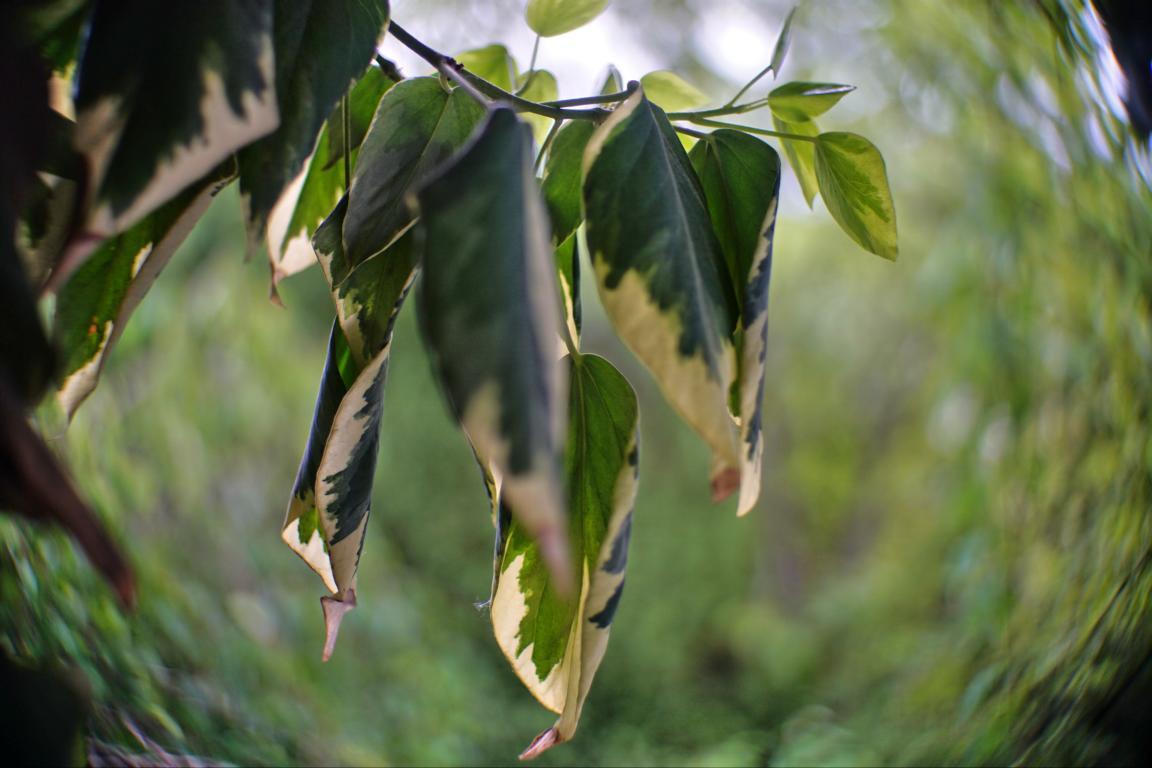 Name:  K1024_DSC08632A-h.JPG
Hits: 194
Gre:  124,2 KB