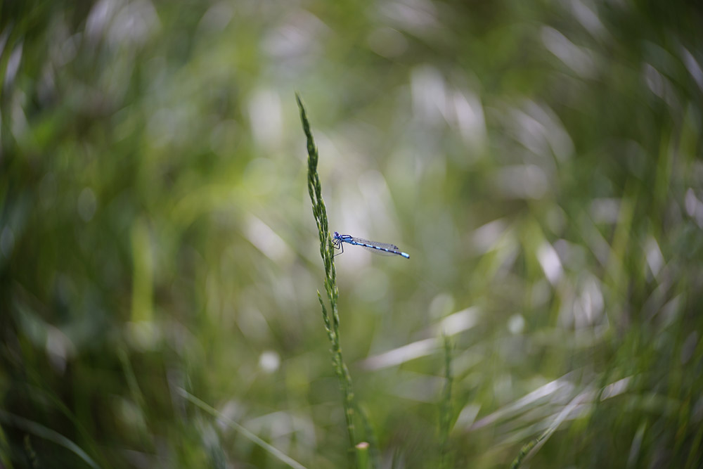 Name:  Lensbaby Twist _DSC1544 kl2.jpg
Hits: 498
Gre:  104,8 KB