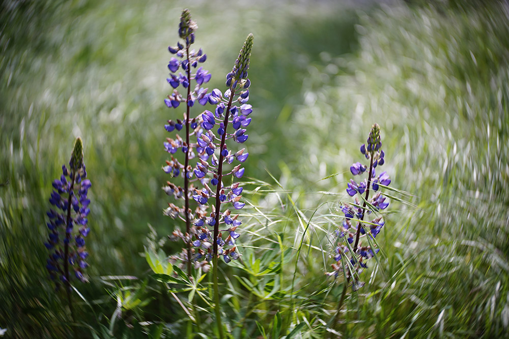 Name:  Lensbaby Twist _DSC1546 kl2.jpg
Hits: 495
Gre:  239,1 KB