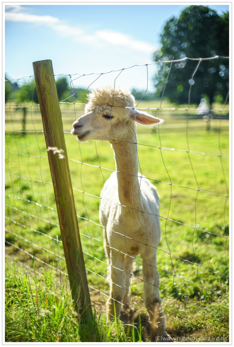 Name:  300kb_Canon nFD 200-2.8 + nFD 50-1.4 043.jpg
Hits: 323
Gre:  295,5 KB