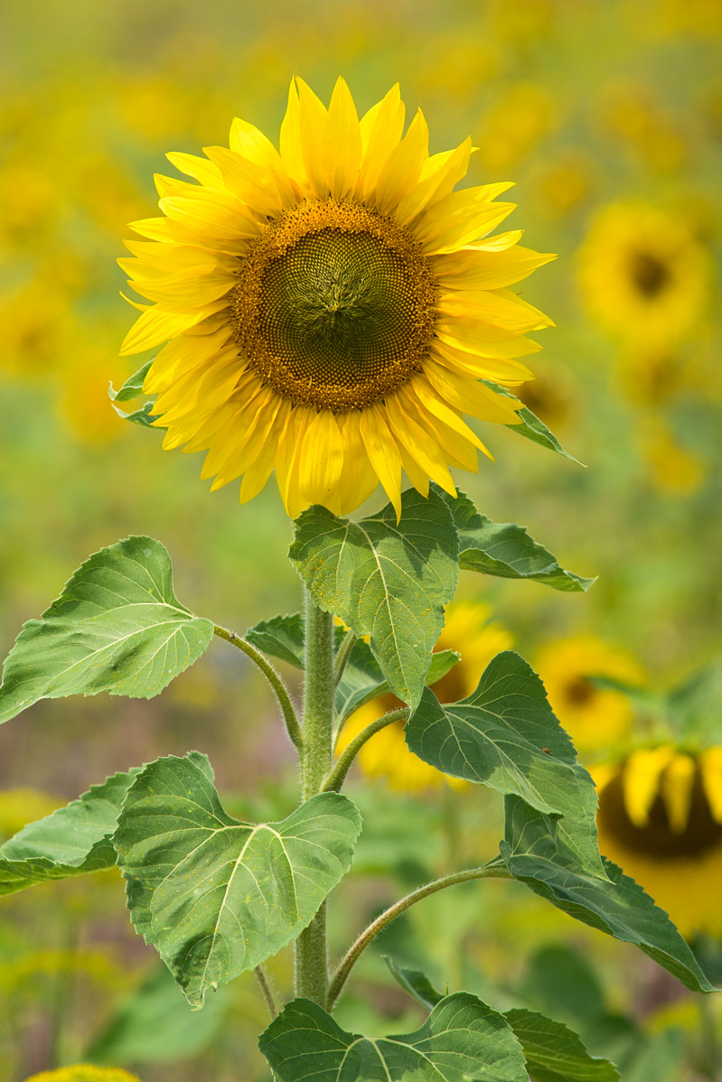 Name:  VG-A7-20180720_1652-1198px.jpg
Hits: 890
Größe:  271,7 KB