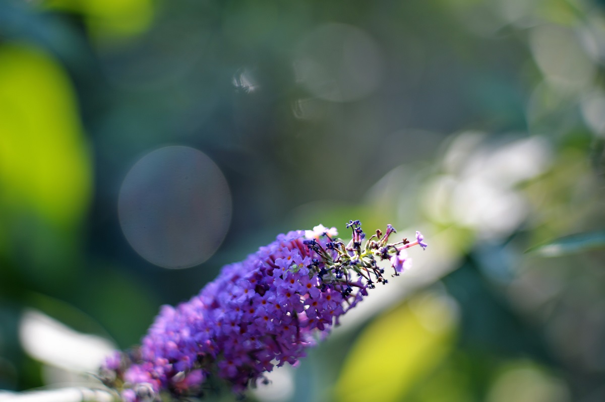 Name:  DSC_4447.JPG
Hits: 442
Gre:  201,8 KB