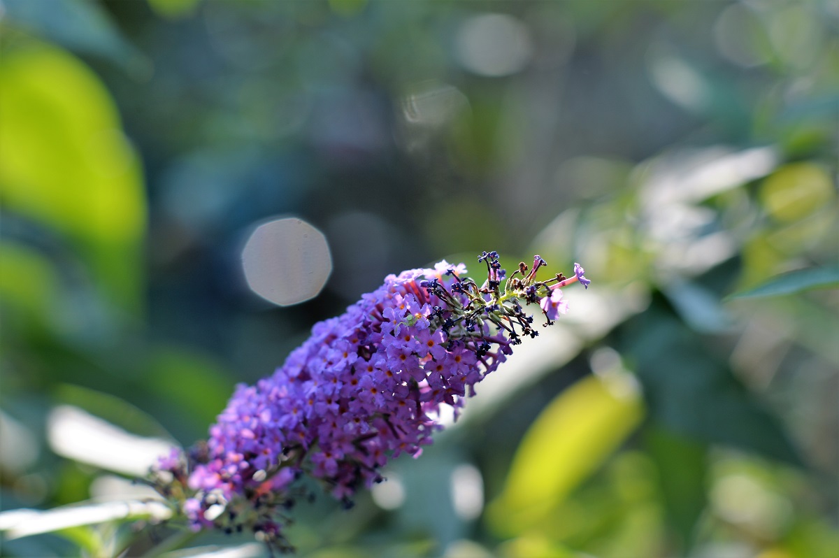 Name:  DSC_4448.JPG
Hits: 439
Gre:  230,9 KB