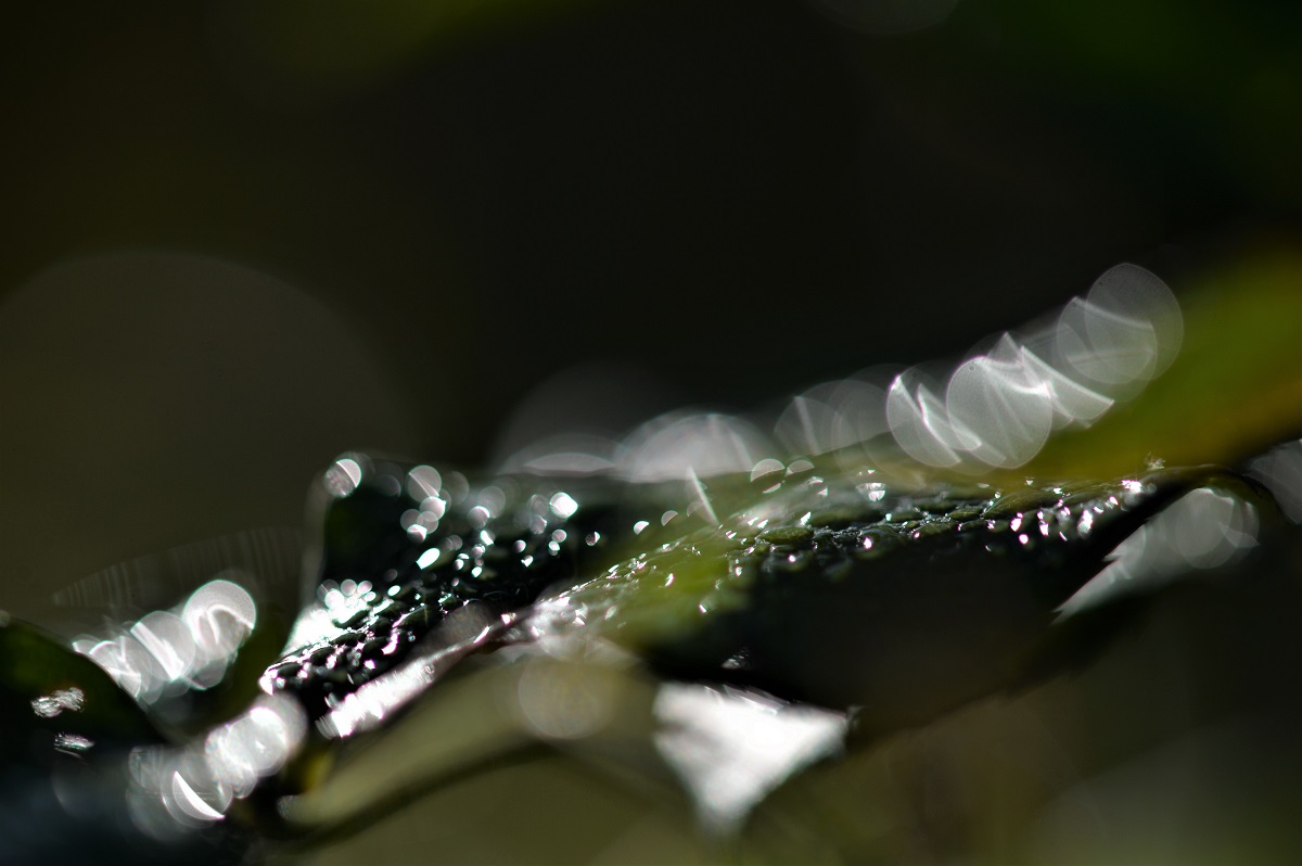 Name:  DSC_7963.JPG
Hits: 645
Gre:  198,9 KB