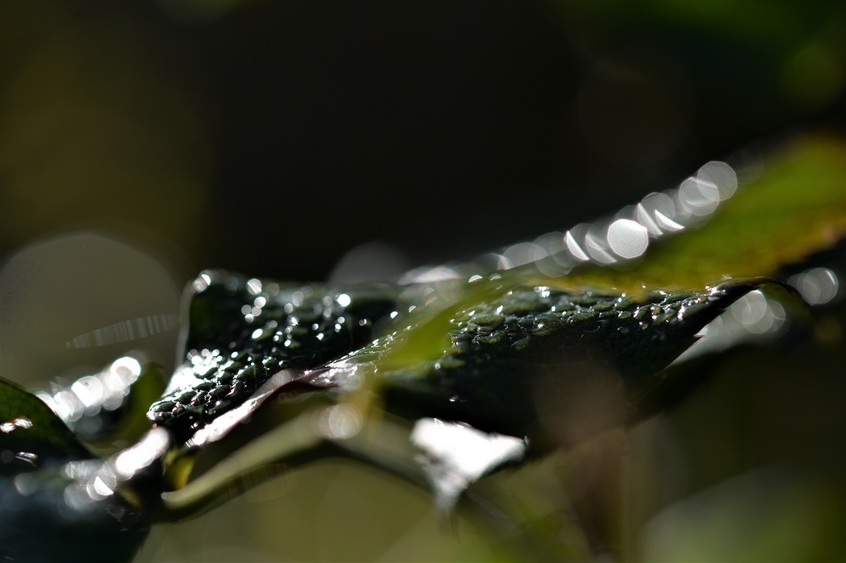Name:  DSC_7965.JPG
Hits: 652
Gre:  205,5 KB