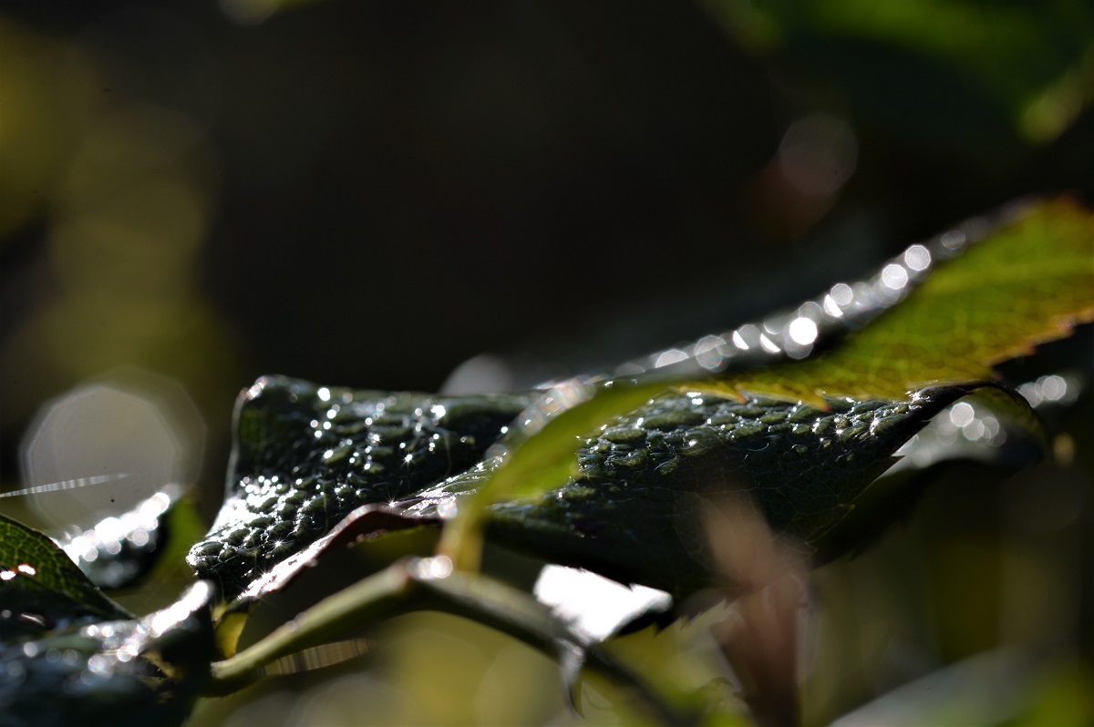Name:  DSC_7966.JPG
Hits: 636
Gre:  222,7 KB