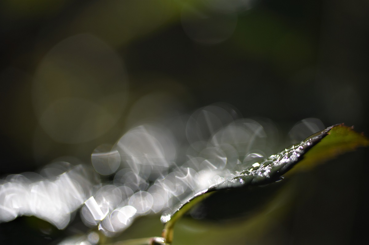 Name:  DSC_7970.JPG
Hits: 650
Gre:  180,4 KB