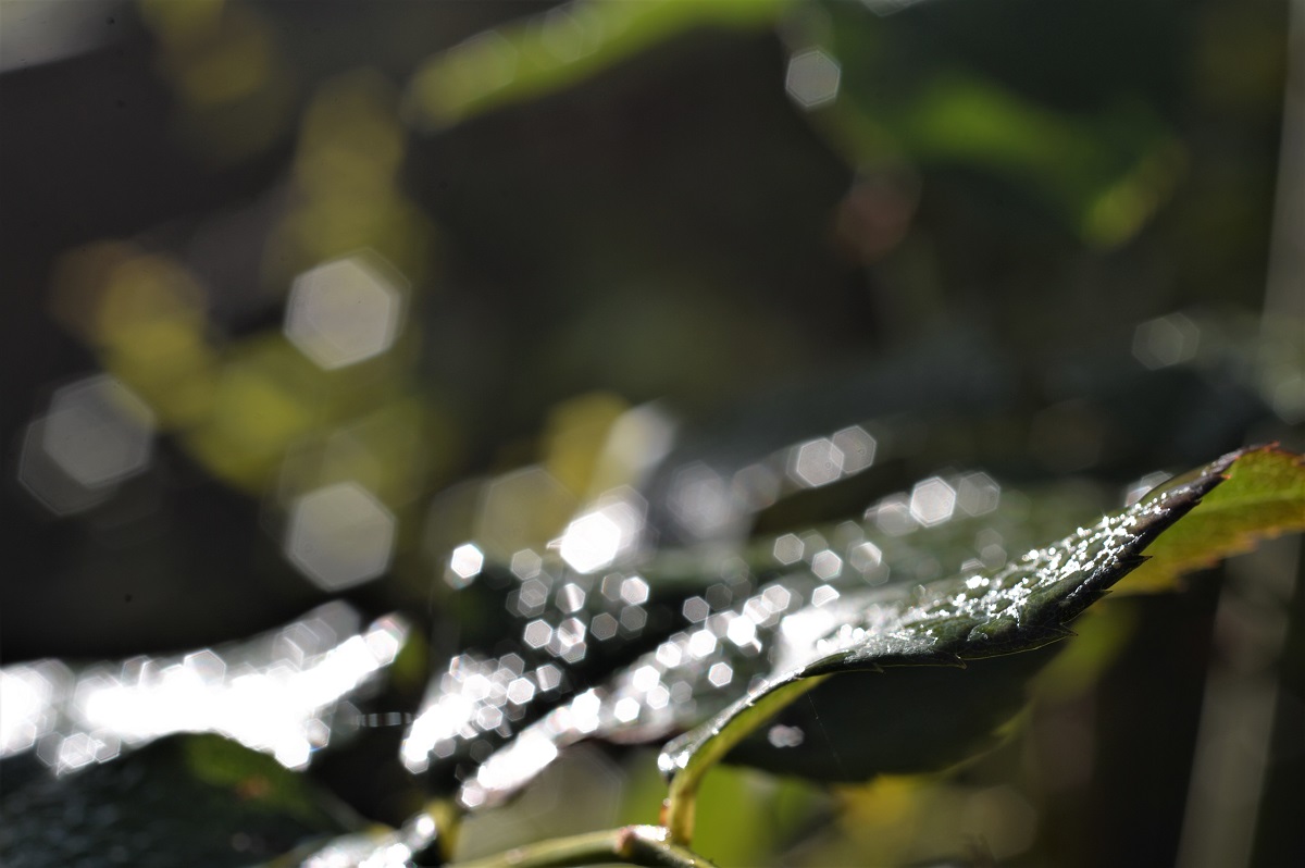 Name:  DSC_7972.JPG
Hits: 647
Gre:  209,9 KB