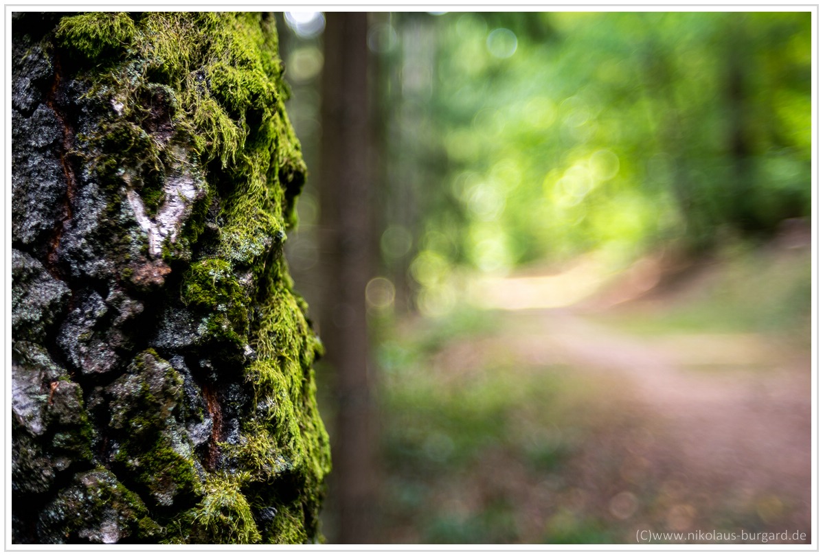 Name:  300kb_Walderlebnispfad - Fujinon 55mm f2.2, Porst 35-70 + 75-200 029.jpg
Hits: 428
Gre:  297,4 KB