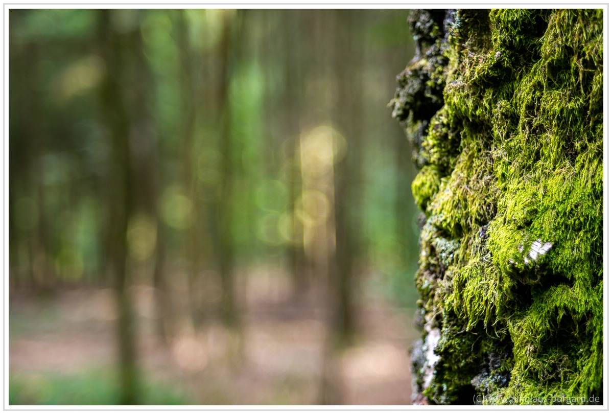 Name:  300kb_Walderlebnispfad - Fujinon 55mm f2.2, Porst 35-70 + 75-200 031.jpg
Hits: 409
Gre:  280,3 KB