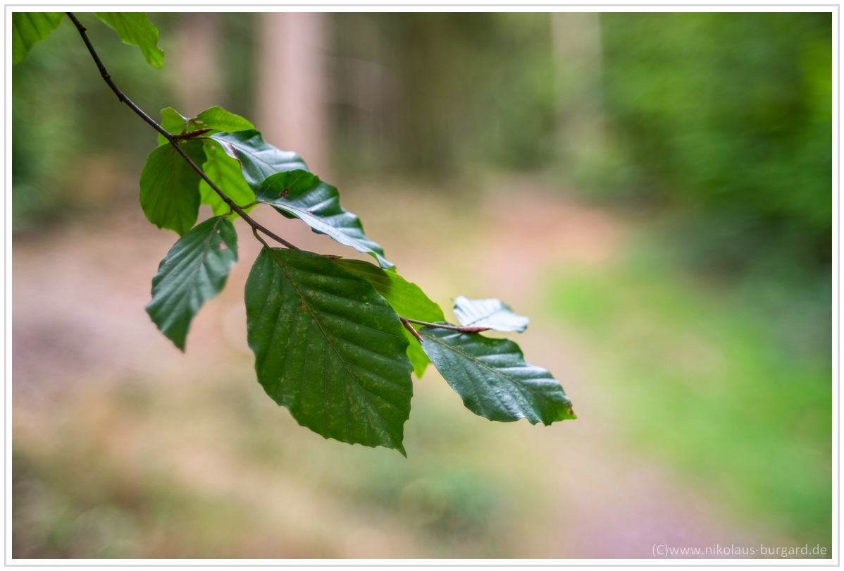 Name:  300kb_Walderlebnispfad - Fujinon 55mm f2.2, Porst 35-70 + 75-200 017.jpg
Hits: 442
Gre:  256,7 KB