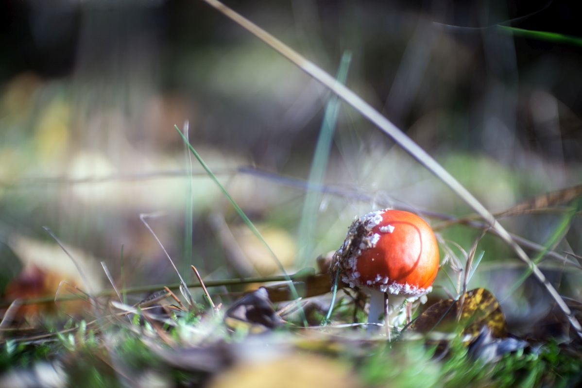 Name:  nature DSC03934.jpg
Hits: 630
Gre:  111,8 KB