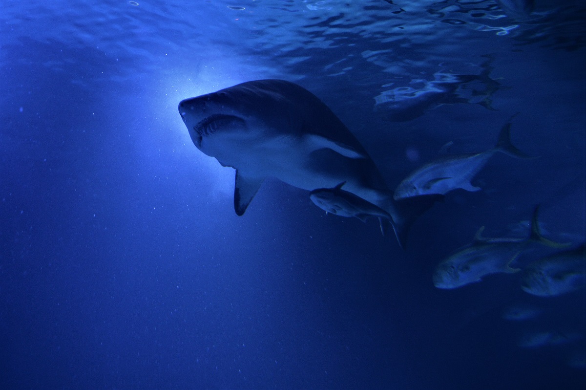 Name:  DSC_8619.JPG
Hits: 310
Gre:  274,1 KB