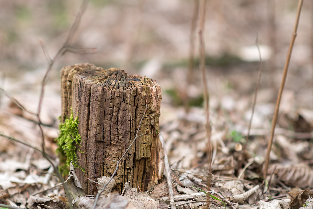 Name:  weathered.jpg
Hits: 102
Gre:  291,1 KB