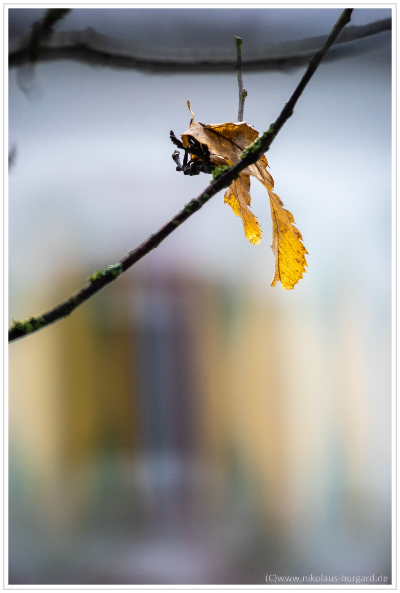 Name:  300kb_Tamron SP500mm + Zeiss Sonnar 90mm 074.jpg
Hits: 588
Gre:  271,8 KB
