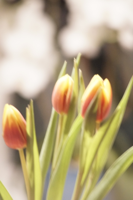 Name:  Kepcor 80-200 mm 4.5 200mm.JPG
Hits: 1129
Größe:  158,7 KB