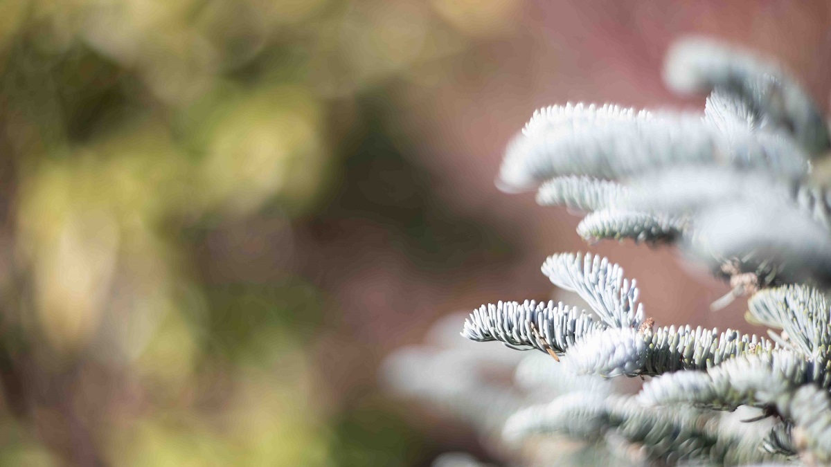 Name:  Helios 40-2 Bild 6.jpg
Hits: 1402
Gre:  170,3 KB