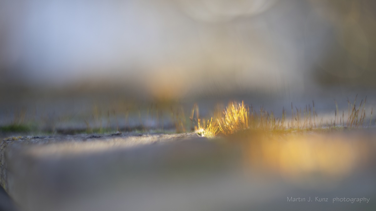 Name:  Helios 40-2 - _MG_5807.jpg
Hits: 1365
Gre:  84,8 KB