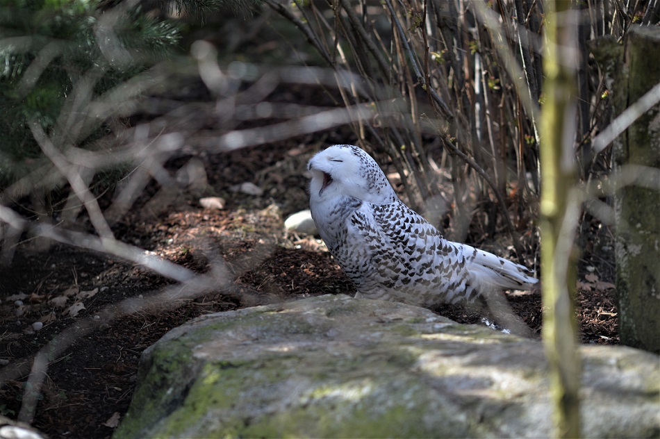 Name:  DSC_0963.JPG
Hits: 440
Gre:  272,2 KB