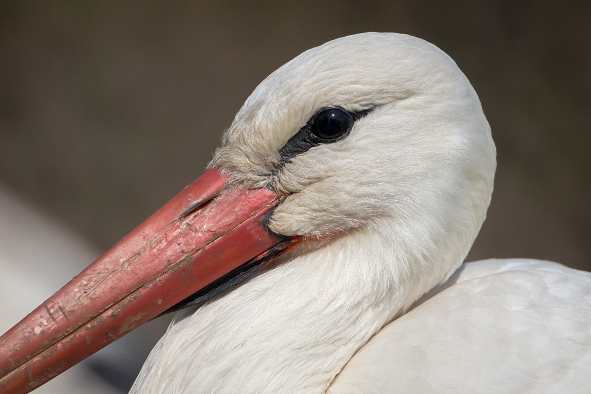 Name:  cigogne-3.jpg
Hits: 882
Gre:  262,0 KB
