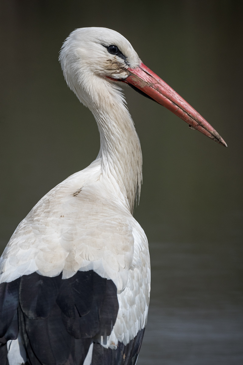 Name:  cigogne-2.jpg
Hits: 879
Gre:  246,7 KB