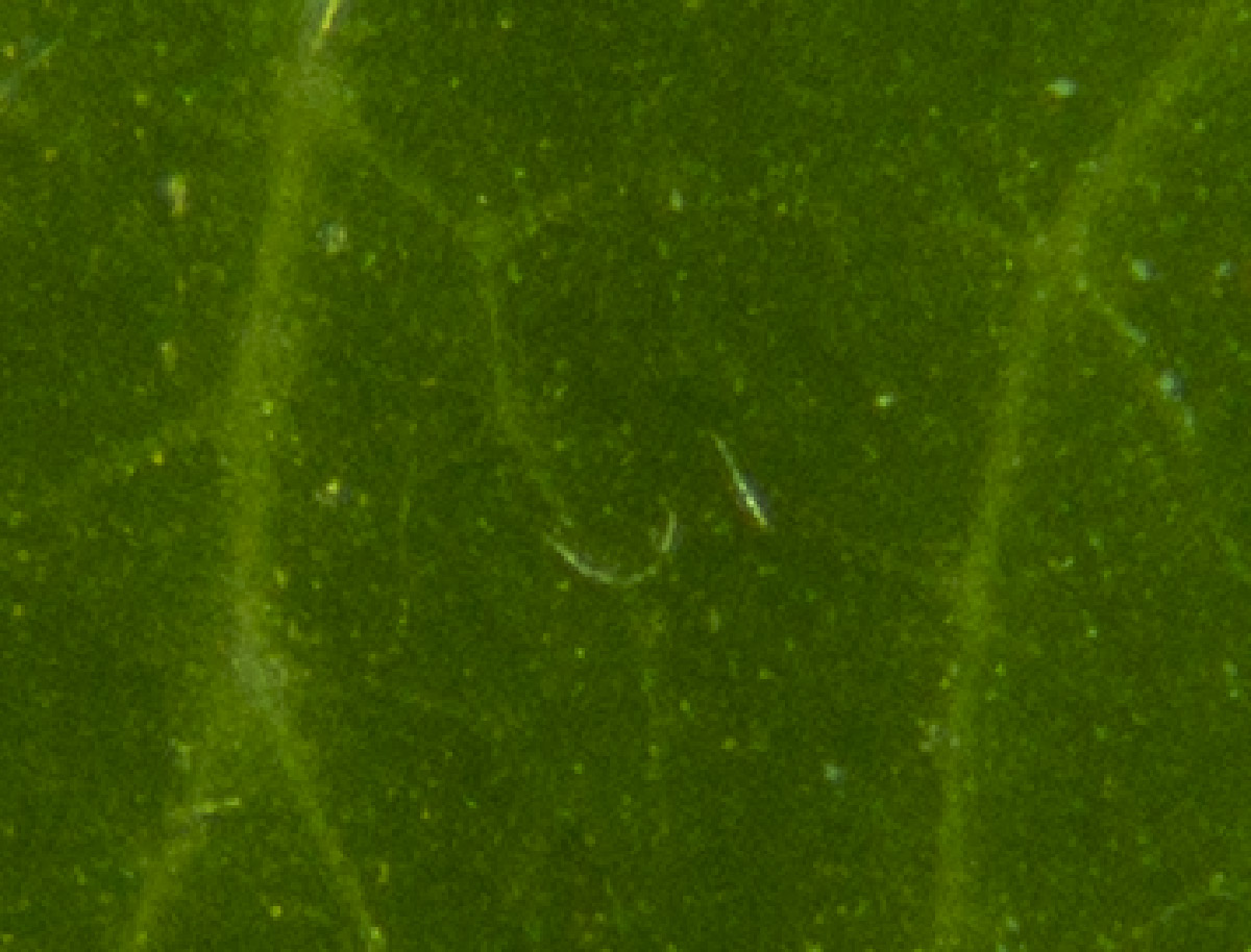 Name:  f16macrodetail_3.jpg
Hits: 279
Gre:  221,2 KB