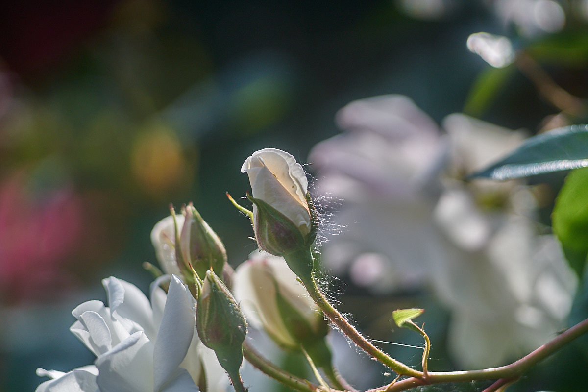 Name:  _DSC5229_1200p.jpg
Hits: 485
Gre:  184,5 KB
