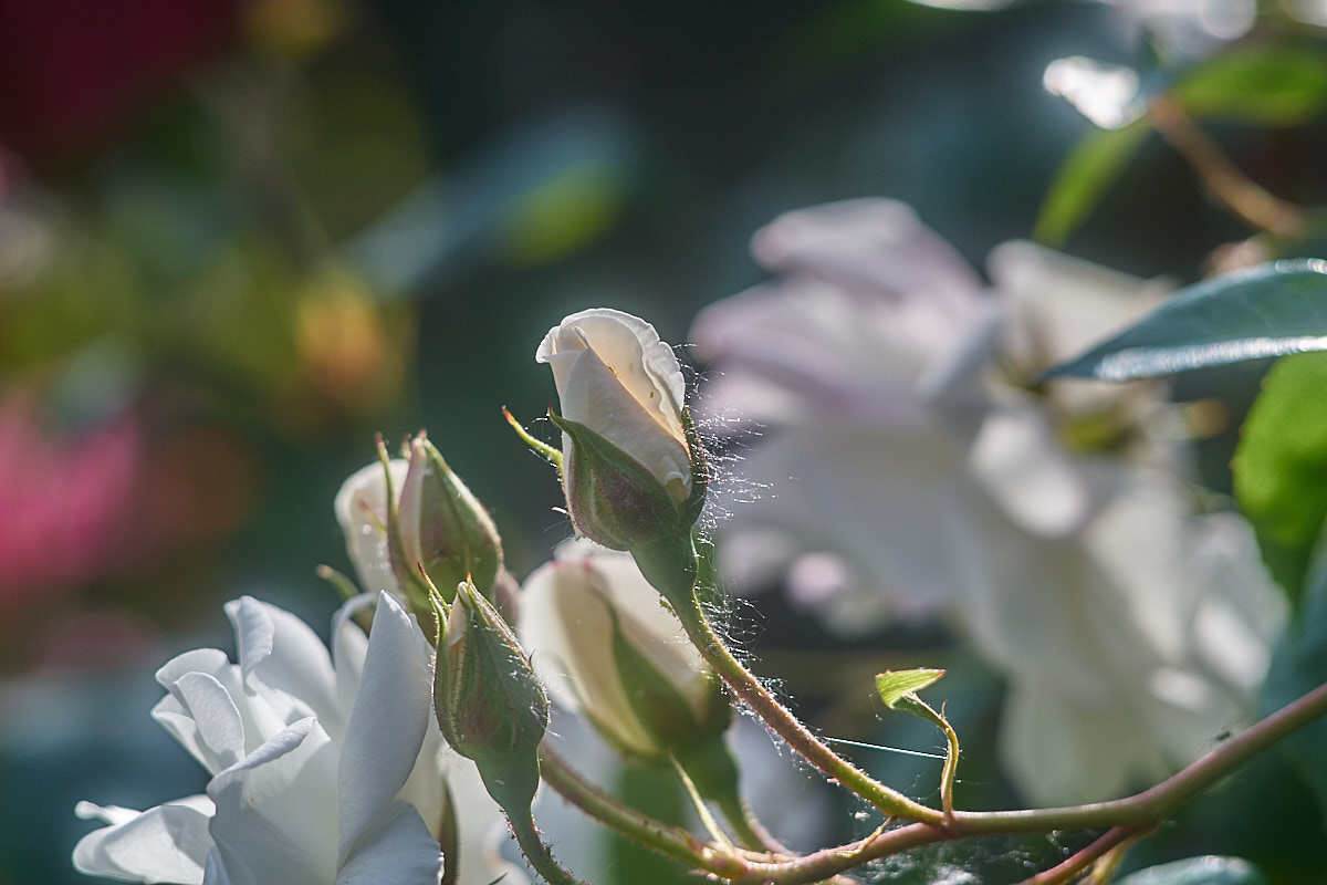 Name:  _DSC5230_1200p.jpg
Hits: 451
Gre:  195,5 KB
