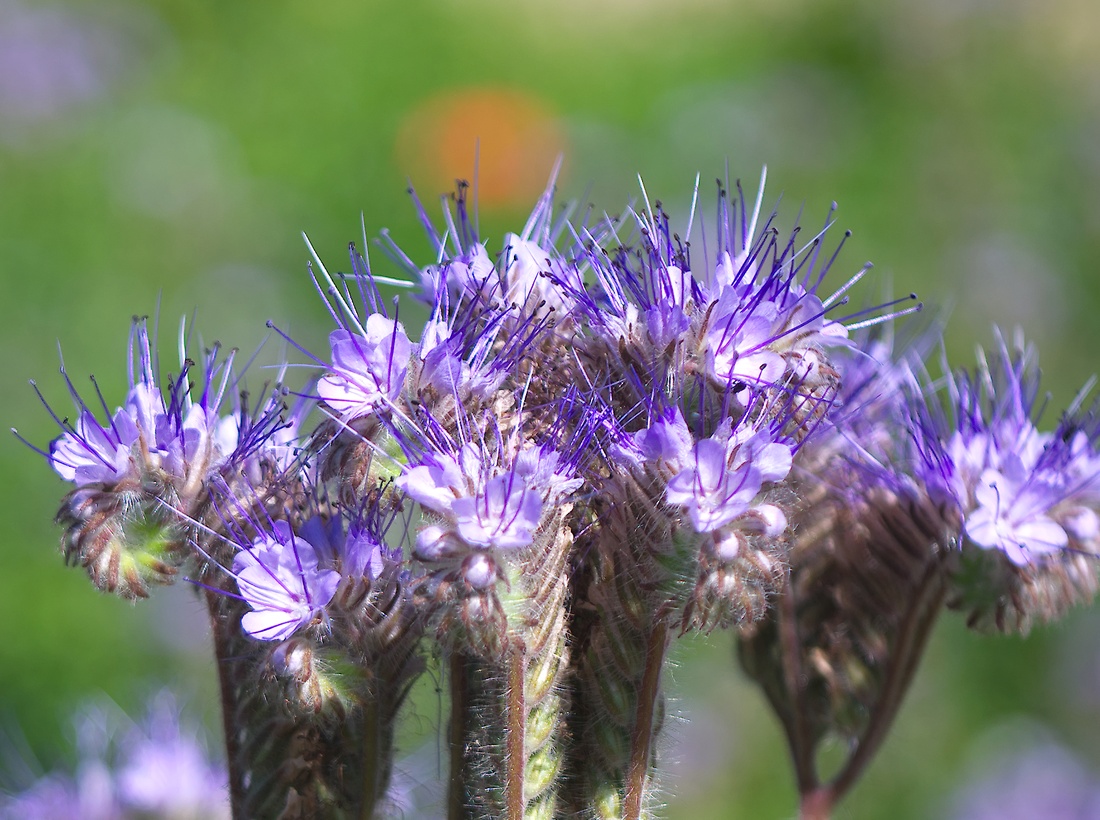 Name:  blume.jpg
Hits: 523
Gre:  297,6 KB