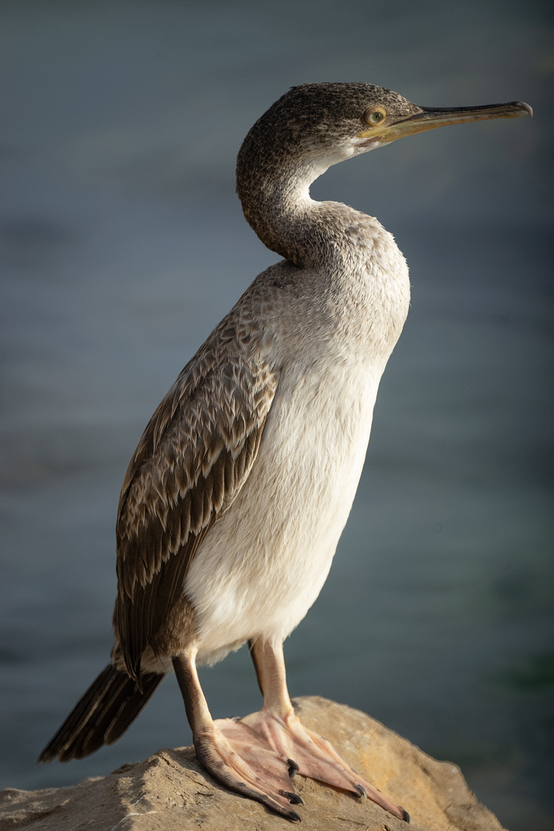 Name:  cormoran..jpg
Hits: 731
Gre:  281,9 KB