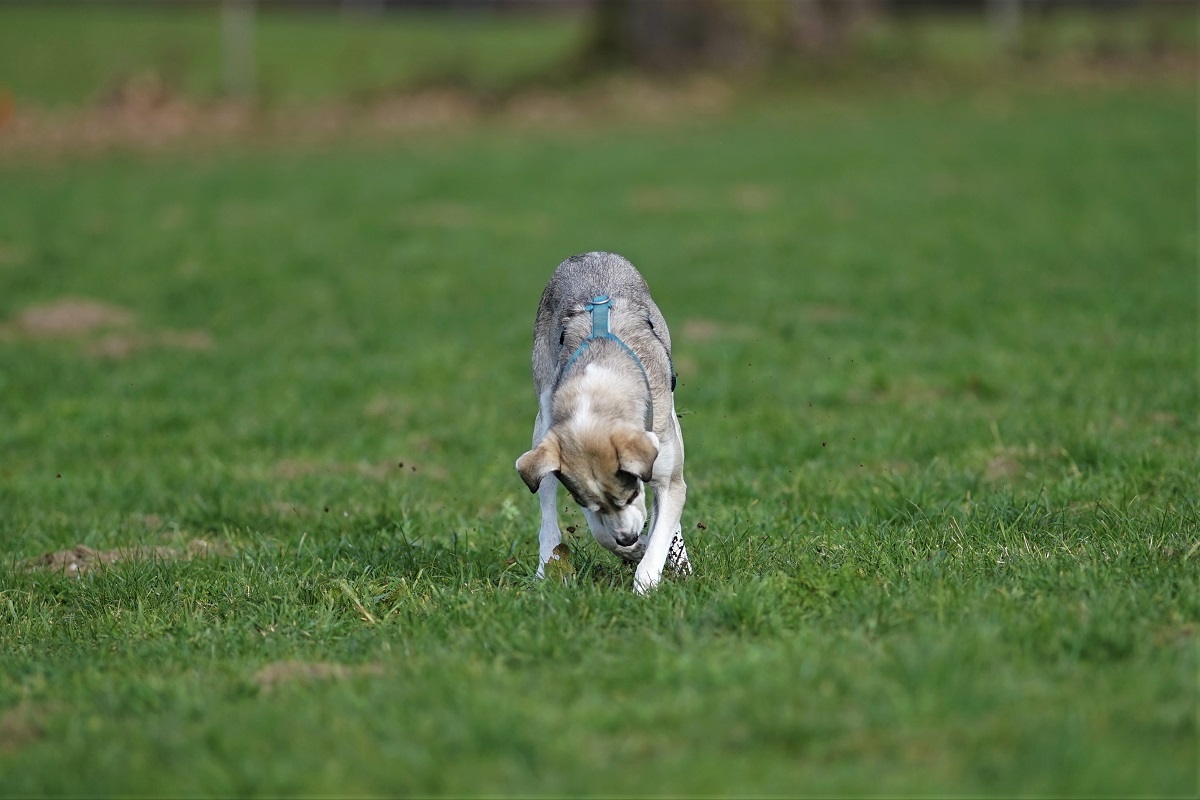 Name:  DSC00675 (2).JPG
Hits: 456
Gre:  260,0 KB