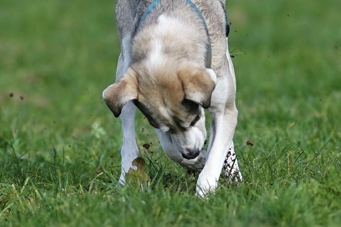 Name:  DSC00675 (3).JPG
Hits: 435
Gre:  239,4 KB