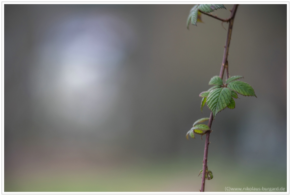Name:  300kb_A7M3 + Olympus 75-150mm f4 023.jpg
Hits: 394
Gre:  250,6 KB