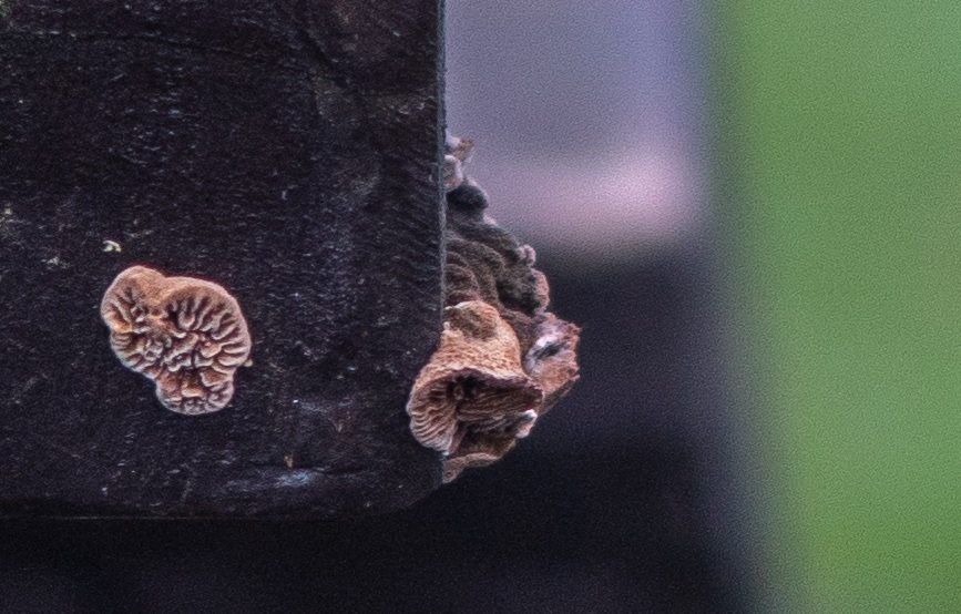 Name:  Crop Pilz.jpg
Hits: 429
Gre:  175,5 KB