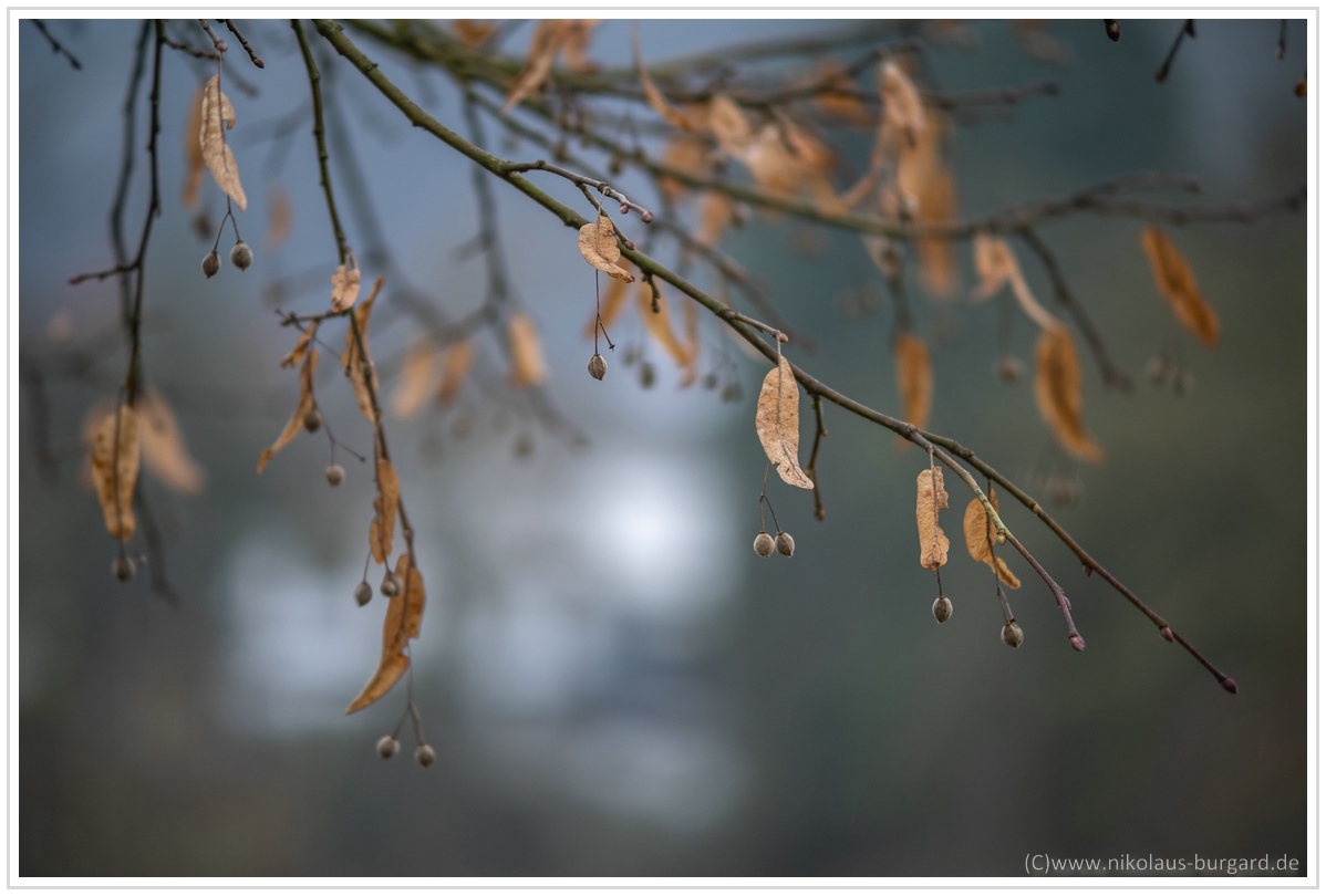 Name:  300kb_A7M3 + Olympus 75-150mm f4 049.jpg
Hits: 384
Gre:  265,2 KB