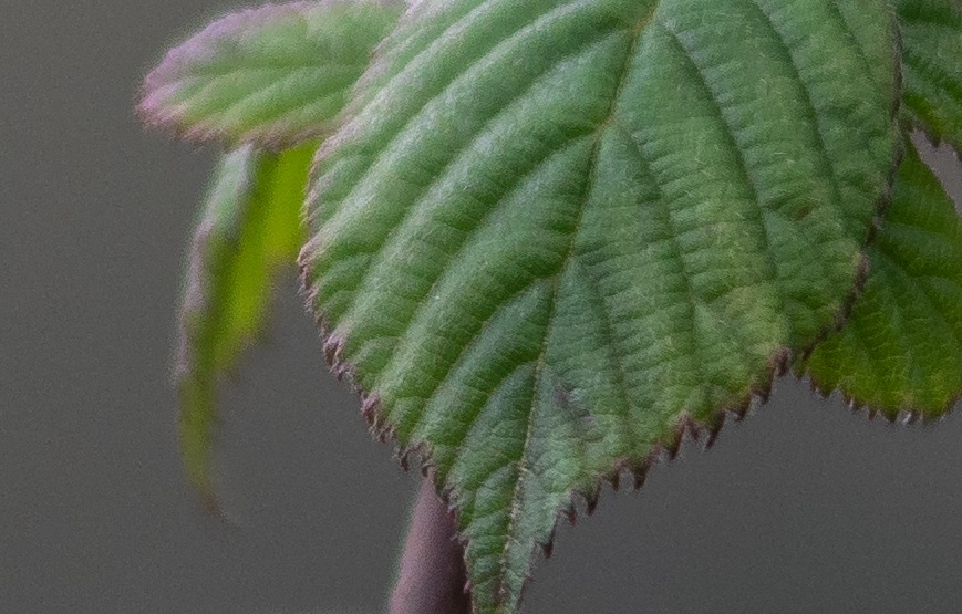 Name:  Crop Blatt 2.jpg
Hits: 429
Gre:  166,5 KB