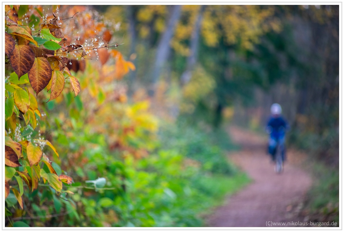 Name:  300kb_Herbstspaziergang Carl Zeiss 80-200mm f4 019.jpg
Hits: 1809
Gre:  285,8 KB