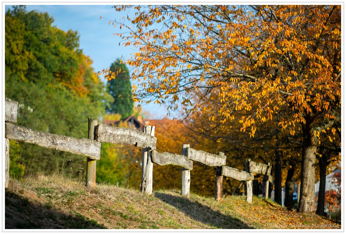 Name:  300kb_Herbstspaziergang Carl Zeiss 80-200mm f4 022.jpg
Hits: 1810
Gre:  295,3 KB