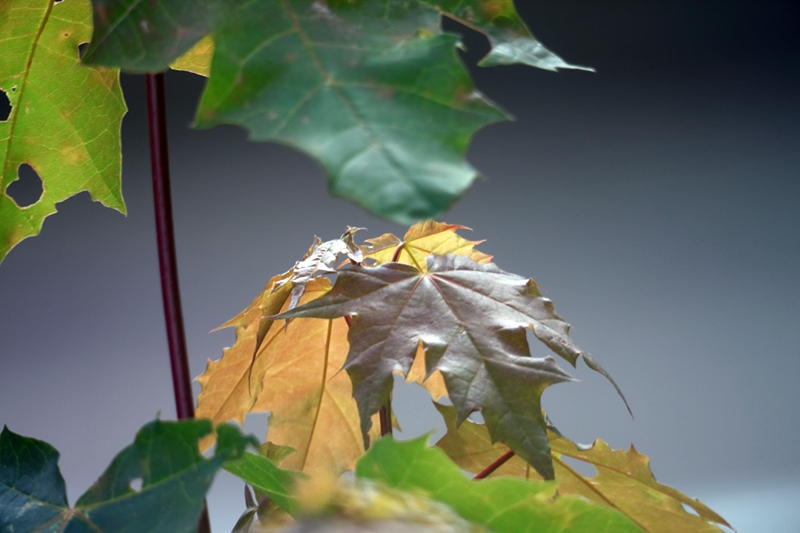 Name: C5_Blätter_IMG_751.jpg
Hits: 967
Größe: 326,4 KB