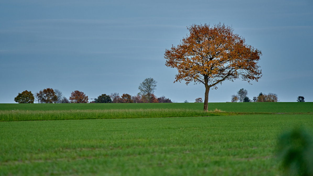 Name:  DSC05527 Minolta 2.5 100 Baum Herbst kl c.o..jpg
Hits: 249
Gre:  249,0 KB